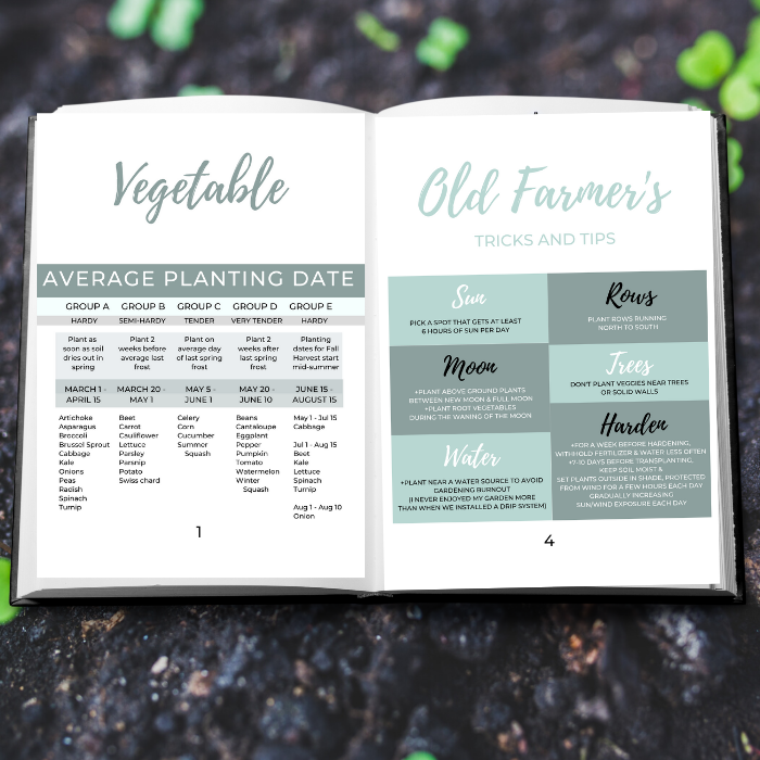 How to grow a vegetable Gardening guide for beginners