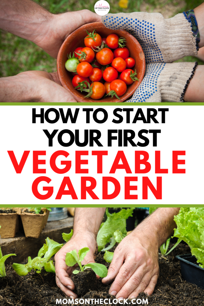 How to Grow a Vegetable Garden for Beginners - Moms On The Clock